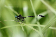 Austrogomphus bifurcatus
