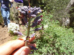 Streptanthus campestris