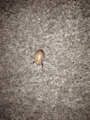 Anoplognathus velutinus