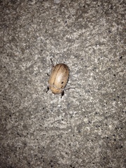 Anoplognathus velutinus