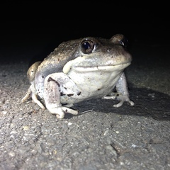 Limnodynastes dumerilii dumerilii