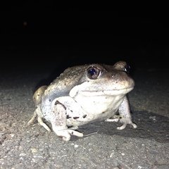 Limnodynastes dumerilii dumerilii