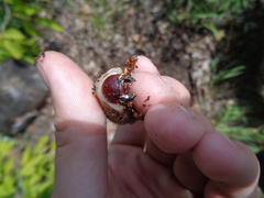 Oryctes nasicornis