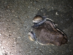 Limnodynastes dumerilii dumerilii