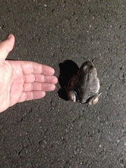Limnodynastes dumerilii dumerilii