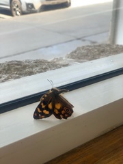 Heteronympha solandri