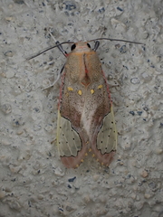 Bertholdia specularis