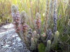 Erica alopecurus