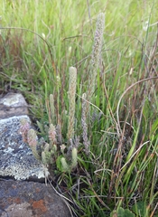 Erica alopecurus