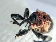 Eucryptorrhynchus scrobiculatus