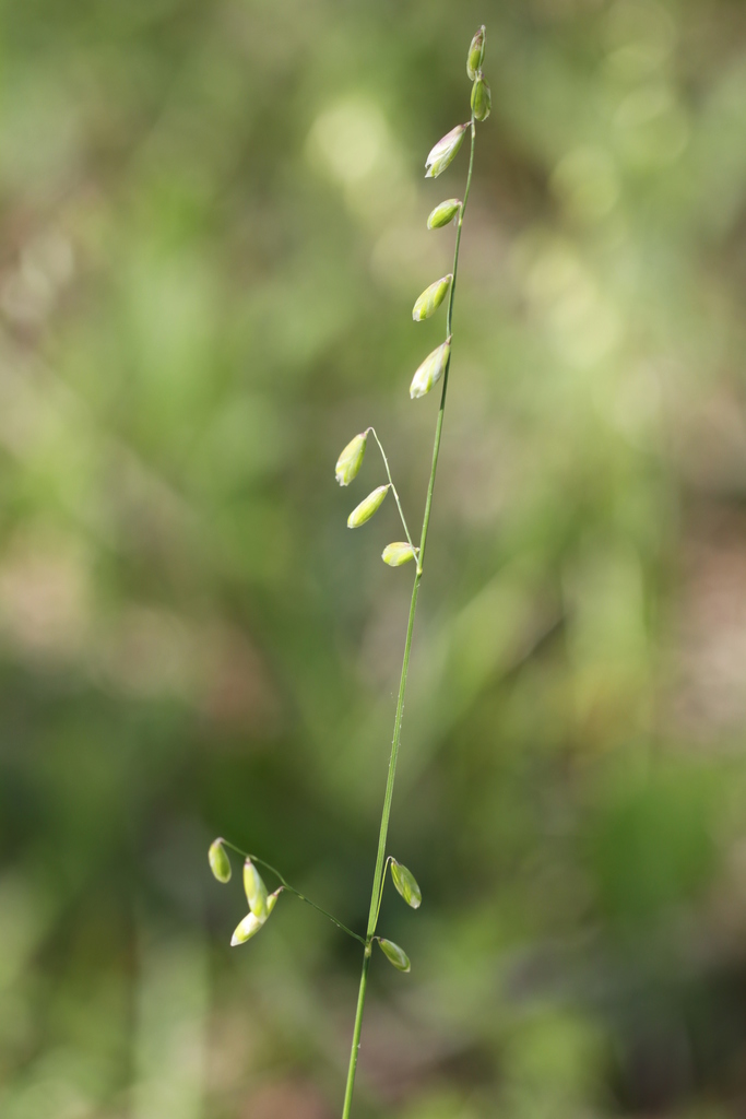 Twoflower Melicgrass