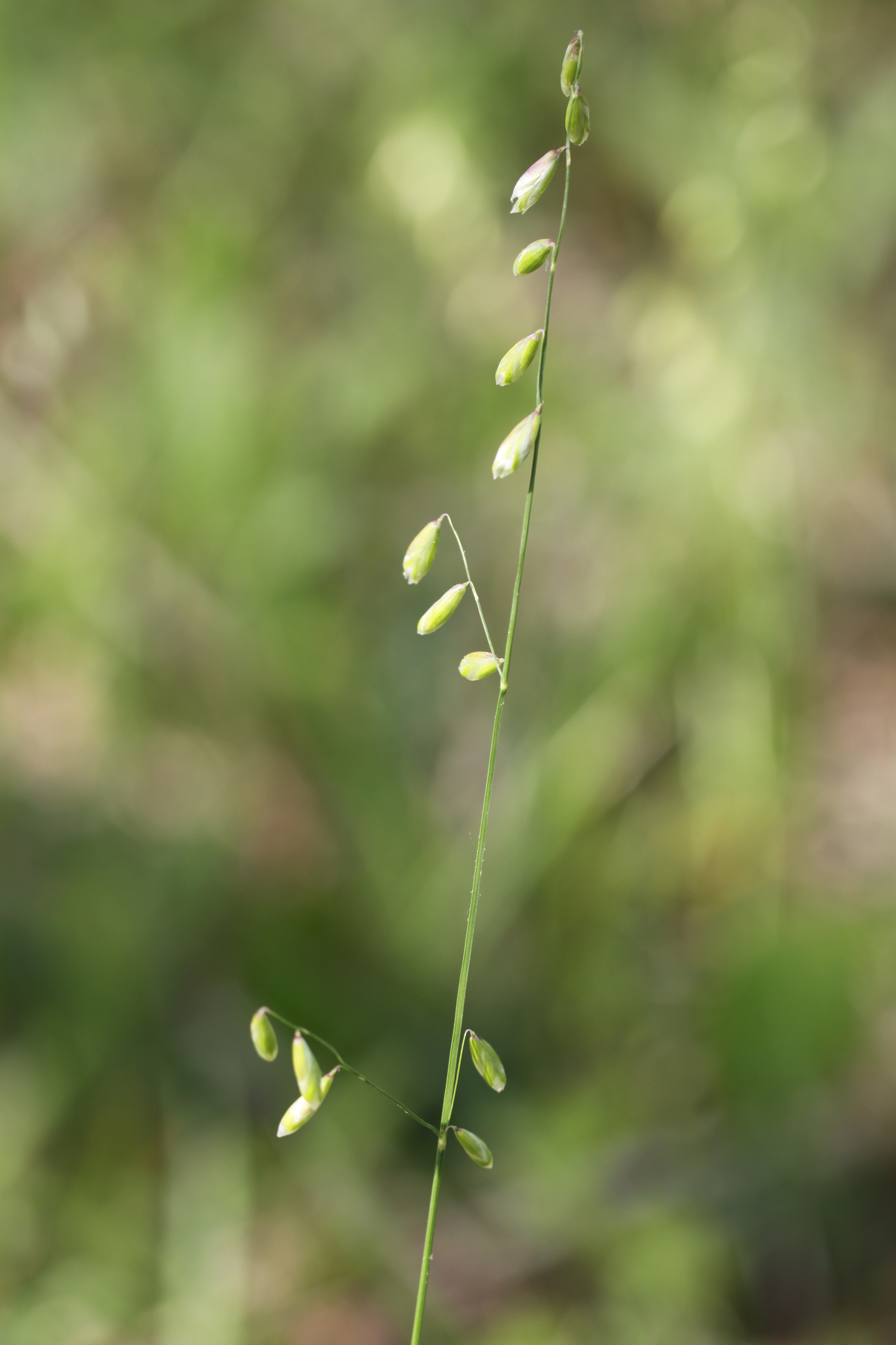 Melica mutica