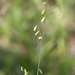Twoflower Melicgrass - Photo (c) Dwayne Estes, some rights reserved (CC BY-NC), uploaded by Dwayne Estes