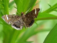Eugauria albidentata