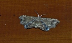 Epiplema coeruleotincta