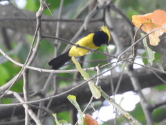 Melanochlora sultanea