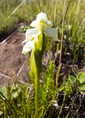 Disperis wealei