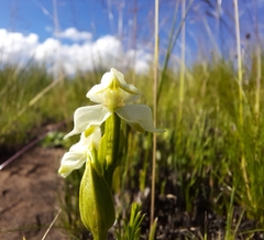 Disperis wealei