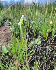 Disperis wealei