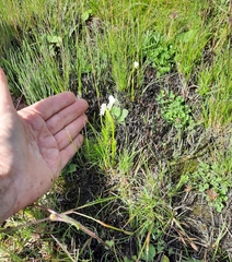 Disperis wealei