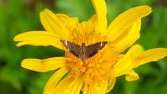 Eugauria albidentata