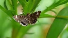 Eugauria albidentata