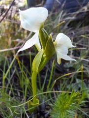 Disperis wealei