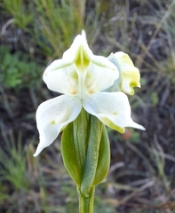 Disperis wealei