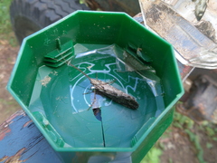 Phryganea bipunctata