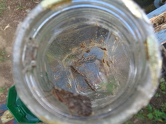 Phryganea bipunctata