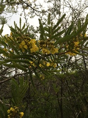 Peltophorum africanum