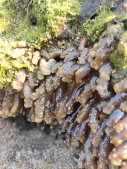 Isaurus tuberculatus