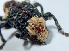 Eucryptorrhynchus scrobiculatus