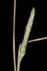 Elymus curvatus