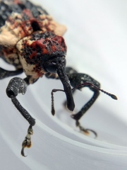 Eucryptorrhynchus scrobiculatus