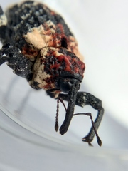 Eucryptorrhynchus scrobiculatus