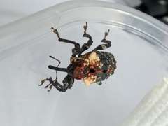 Eucryptorrhynchus scrobiculatus