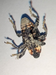 Eucryptorrhynchus scrobiculatus