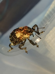 Eucryptorrhynchus scrobiculatus