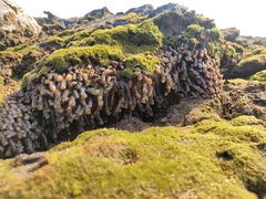 Isaurus tuberculatus