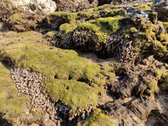 Isaurus tuberculatus