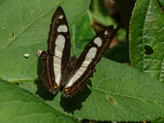 Metamorpha elissa