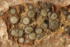 Pleomassaria carpini