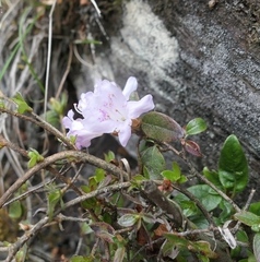 Rhododendron pseudochrysanthum