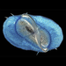 Velella velella - Photo (c) 
Rebecca R. Helm. Image by Denis Riek.，保留部份權利CC BY-SA