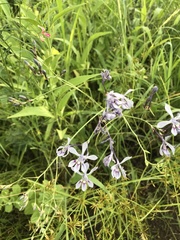 Afrosolen masukuensis