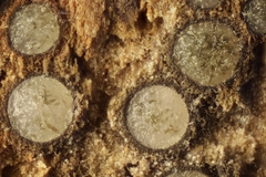 Pleomassaria carpini
