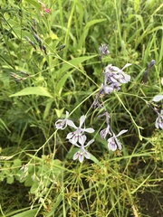 Afrosolen masukuensis