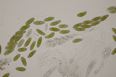 Pleomassaria carpini
