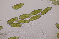 Pleomassaria carpini